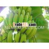 Class A Cavendish Banana