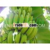 Fresh Banana