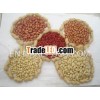 raw peanut kernels (2013 new crop)