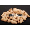 Raw Groundnut