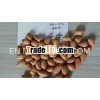 Natural Grown Groundnut Peanut Kernel