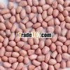 supply peanut kernel ROUND TYPE