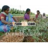 Peanuts / Groundnut Seeds