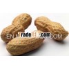 Indian GG20 Quality Groundnut Peanut