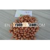 BOLD PEANUT KERNEL EXPORTER