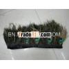peacock feather trim