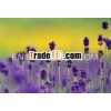 red lavender oil