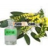 Eucalyptus Oil