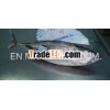 Frozen Yellow Fina Tuna Whole Round
