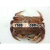 Rock Crab