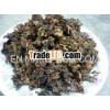 Sargassum