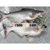 Sell Basa Fish From Vietnam