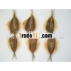 Yellow Tail Scad