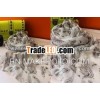 cashew nut printing Chiffon scarf