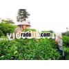 Vietnam green tea in spring crop