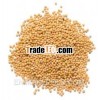 Yellow Mustard seeds