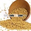 Organic fenugreek seed processing