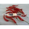 hot red pepper from india