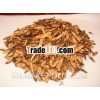 branch cut CASSIA good price skype: visimex08