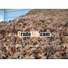 VIETNAM STEMLESS STAR ANISEEDS NEW CROP