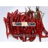 Vietnam Red Chili