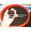Pepper With High Quality Origin Vietnam 05