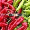 CHILLI AND PERRER