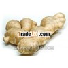VIETNAM FRESH GINGER HIGH QUANLITY