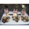 8-10 pieces per tin straw mushroom