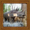 Large Metal Rhinoceros Sculptures