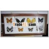 Butterfly craft for decoration
