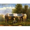 Pictures xd-animal01078
