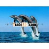 High quality 3d picture of dolphin
