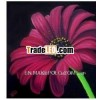 Free shipping wholesale handmade oil painting pictures of flowers