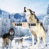 Hot sell Animal Wolf (30*40cm-1465) 3D picture