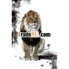 elegant lion paiting wallpaper