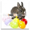 Funny Animal Rabbit and Egg Easter Mural Wall Art Decor