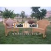 Bamboo and rattan furniture