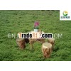 2012 new solid style wood art outer door table