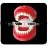 Natural Size Dental Tooth Model for Teaching