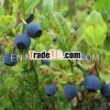 Bilberry extract