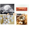 Stevia pill in dispenser