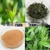 Green Tea EGCg 90%