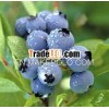high potency Bilberry P.E.