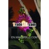 Solar Light Garden Stake/Flower