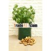 Potato Planting Bag
