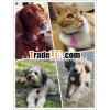 Customize Shape Metal Qr Code Pet Tags Metal Pet ID Tags