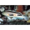 Sri Lanka Smithi's Goby Live Goby Fish