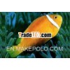 Aquarium Fish Blackfin Anemone Fish