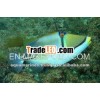 Picasso Trigger Fish Live Marine Aquarium Fish